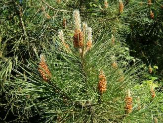 Pinus sylvestris