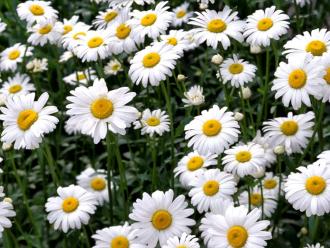 Roman chamomile