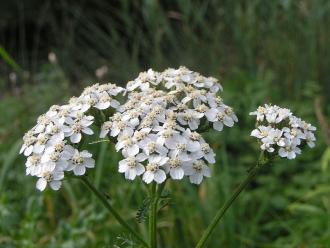 Milfoil