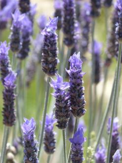 Lavender oil
