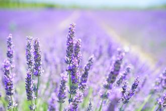Lavender water