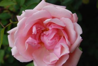 Rose absolute